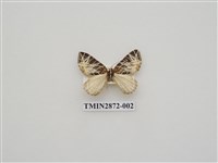 藏品(尺蛾598)的圖片